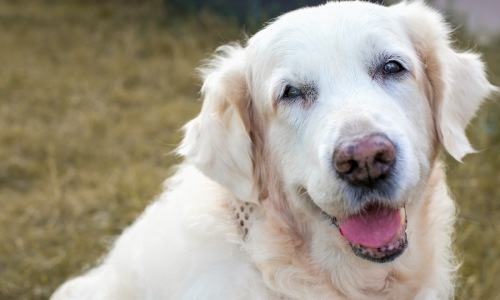 Benefits of Adopting a Senior Pet at The Cameron Cover Image